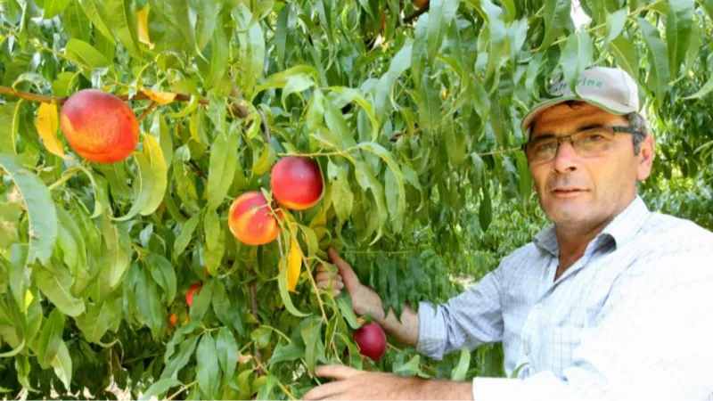 Yenişehir Ovası'nı don ve kırağı vurdu