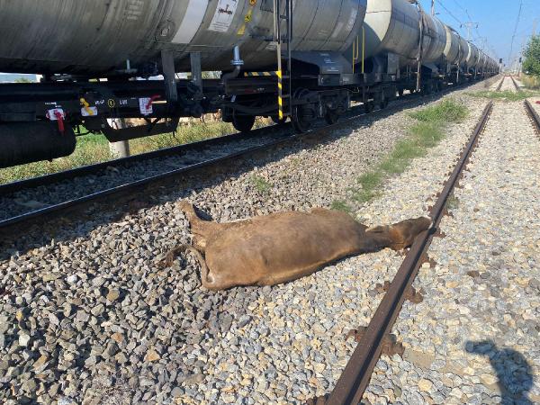 Yük treni sürüye çarptı; 8 büyükbaş öldü