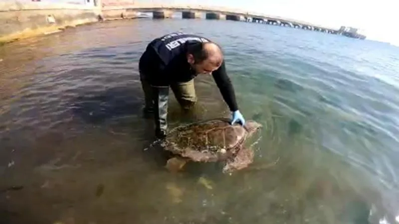 Tekirdağ'da yosunlara takılan caretta caretta kurtarıldı