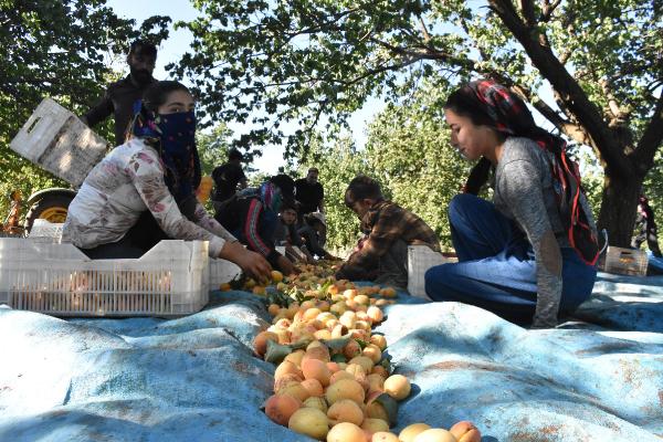 Malatya'da 20 bin mevsimlik işçi ile kayısı hasadı 