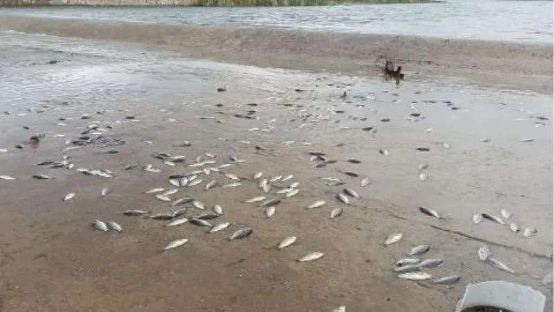 Yumurtladıktan sonra gölete dönemeyen binlerce balık öldü