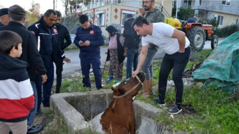 Sulama kanalına düşen inek, iş makinesiyle kurtarıldı; sahibi ağladı