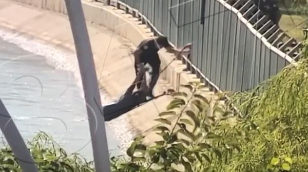 Video çekerken sulama kanalına düşen kadını polis kurtardı