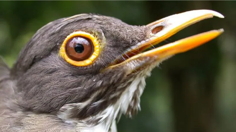 Kahve tarlaları kuşların beslenme düzenini bozuyor