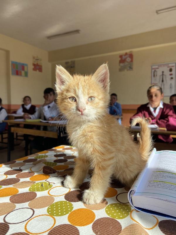 Yavru kedi 'Mandalina', öğrencilerle derste