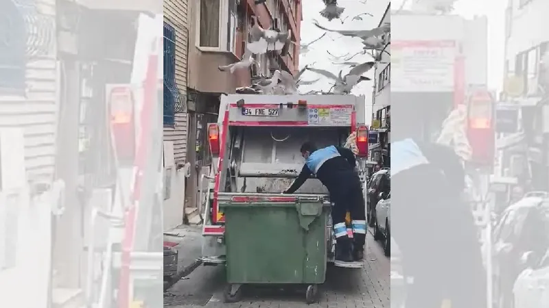 Kadıköy'de martıların çöp kamyonuna yemek akını