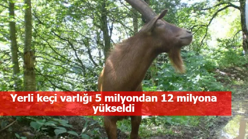 Yerli keçi varlığı 5 milyondan 12 milyona yükseldi