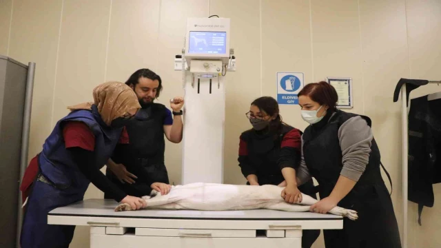 4 binin üzerinde hasta hayvan şifa buldu
