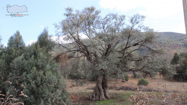 400 yıllık zeytin ağaçları ilçeye ışık oldu