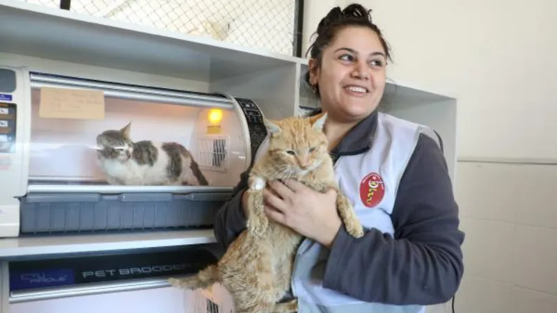 Kahramanmaraş’ta enkazdan kurtarılan 400 kedi ve köpek tedavi edildi