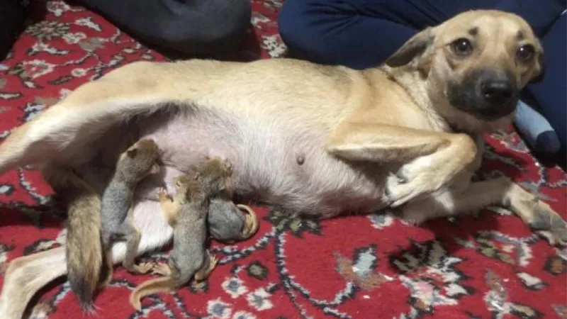 Yavru sincaplara, köpek Zeyna annelik yapıyor
