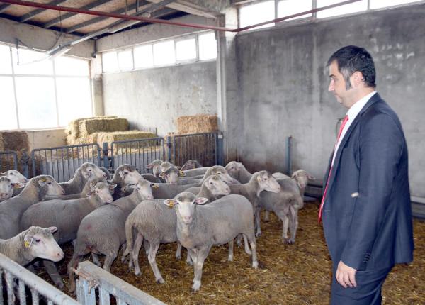 Namık Kemal Üniversitesi'nde kaliteli elbise kumaşı için 'özel koyun sürüsü' oluşturuldu