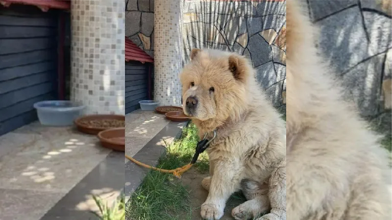 Servis midibüsünün çarptığı 'Bobi' öldü; sürücünün durmadan uzaklaştığı anlar kamerada 