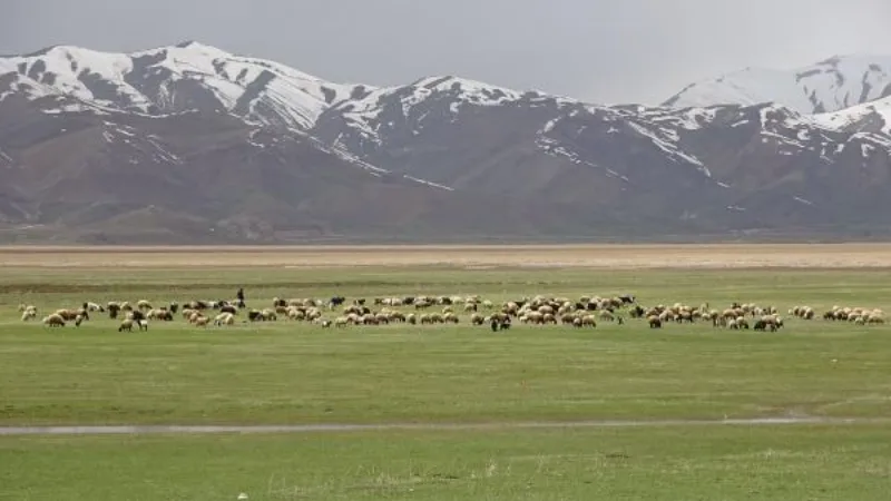 Hakkari'de yeşeren meralar koyun sürüleriyle şenlendi