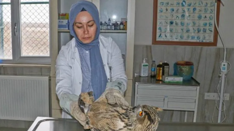 Yaralı bulunan puhu kuşu tedaviye alındı