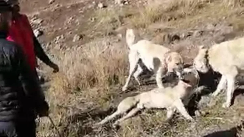 Köpek dövüştüren 2 kişi ile video çekene 28 bin 602 TL ceza