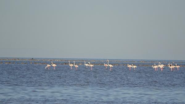 Tuz Gölü’ndeki doğa kampında flamingoları izlediler