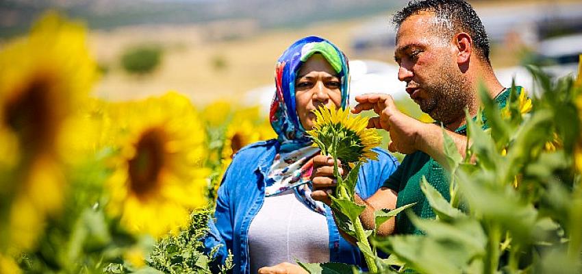 Antalya Büyükşehir'in verdiği Ayçiçek tohumları çiçek açtı