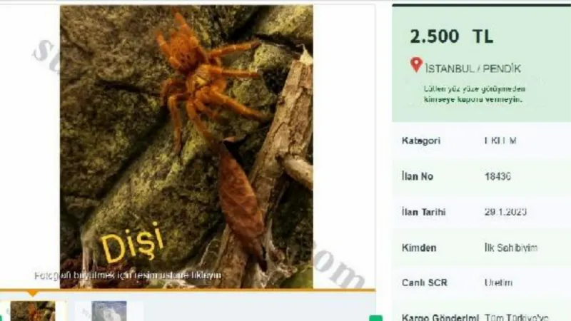 İnternetten tarantula satıyorlar;  26 bin 390 lira cezası var