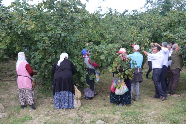 Karadeniz'de fındık hasadı başladı