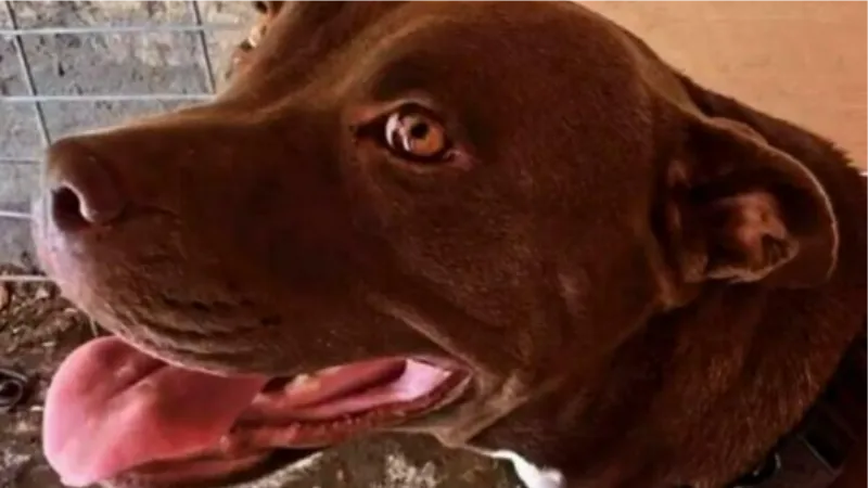 Pitbull cinayetinde dinlenen tanık: Köpeği öldürdüğünü bana anlattı