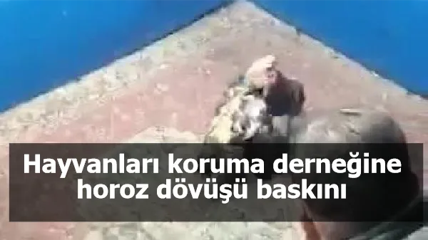 Hayvanları koruma derneğine horoz dövüşü baskını