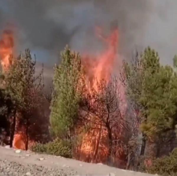 Kahramanmaraş'taki orman yangınında 31 hektar alan zarar gördü