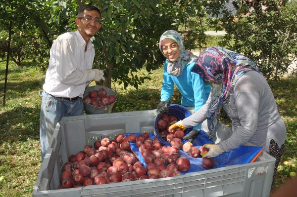 Türkiye'deki 4 elmadan 1'inin üretildiği Isparta'da hasat başladı