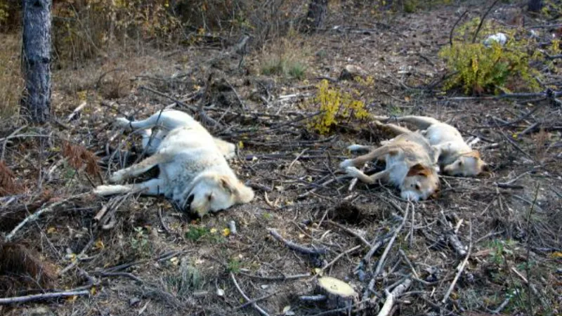 Köyde 5 köpek, 3 kedi ve 11 tavuk zehirlenerek öldürüldü