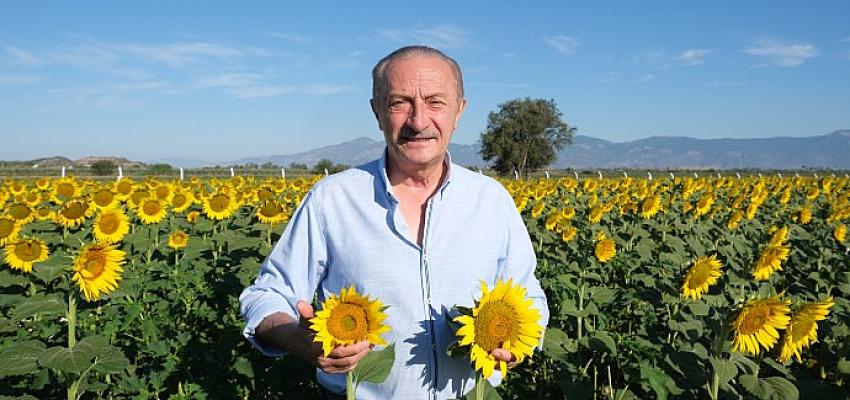 Didim Belediyesi'nin Ektiği Ayçiçekleri Hasata Hazır