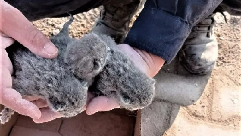 Osmaniye'de enkazda kalan 5 yavru kedi kurtarıldı