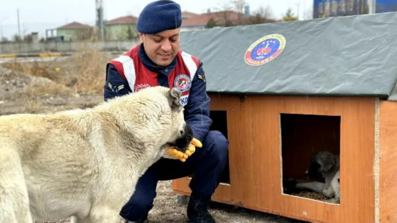 Jandarmadan sokak hayvanları için el emeği yuva