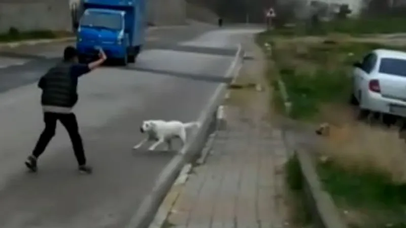 Pendik'te okula giden çocuğa sokak köpekleri saldırdı