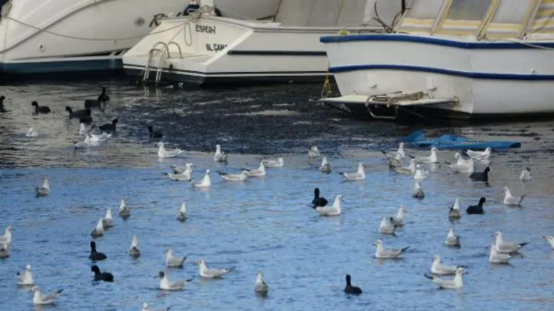 Çanakkale'de lodos Sarıçay'da 'ölü yosunları' artırıp, adacık oluşturdu