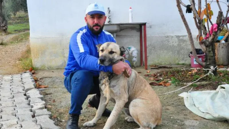 Vücudundaki yüzlerce saçma isabet eden köpekte zehirlenme ve  sakat kalma tehlikesi