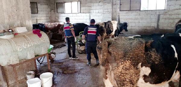 3 ilde besicileri sahte dekontla dolandıranlara operasyon: 10 gözaltı