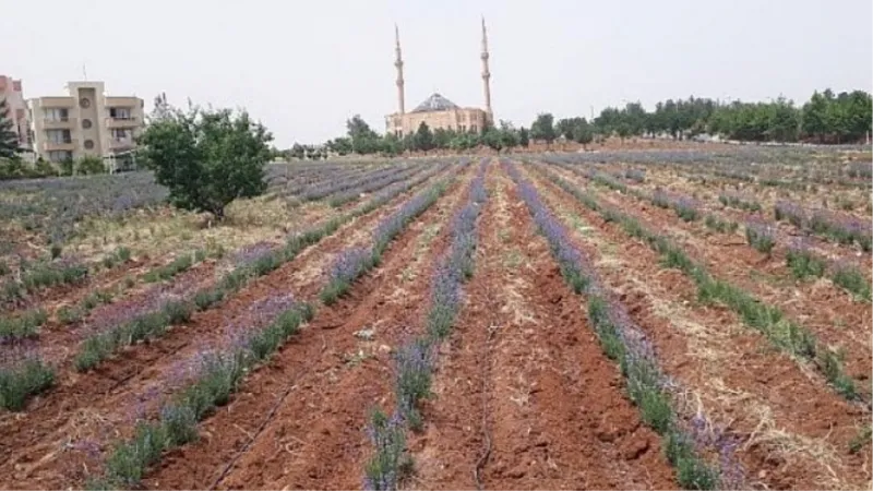 Tarıma Elverişli Olmayan Arazilerin Bitkisi Lavanta; Bir Sefer Ek, 30 Yıl Verim Al