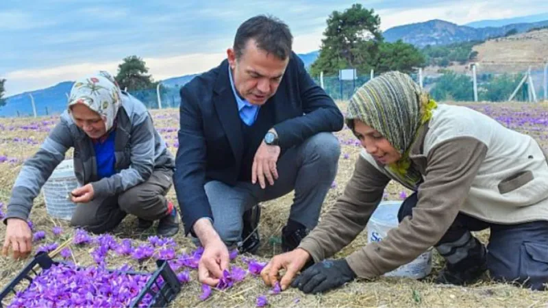 Dünyanın en pahalı baharatı Mersin Yenişehir’de yetiştiriliyor