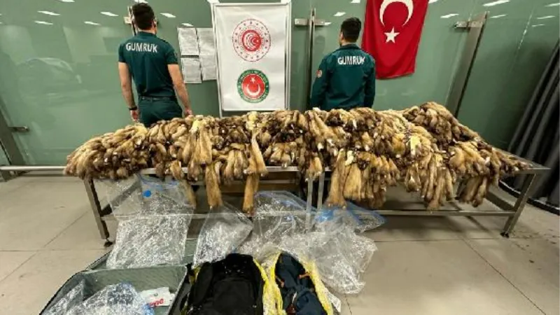 İstanbul Havalimanı'nda bin 200 samur postu ele geçirildi 