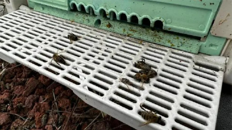 Kış uykusuna yatmayan arılara takviye gıda