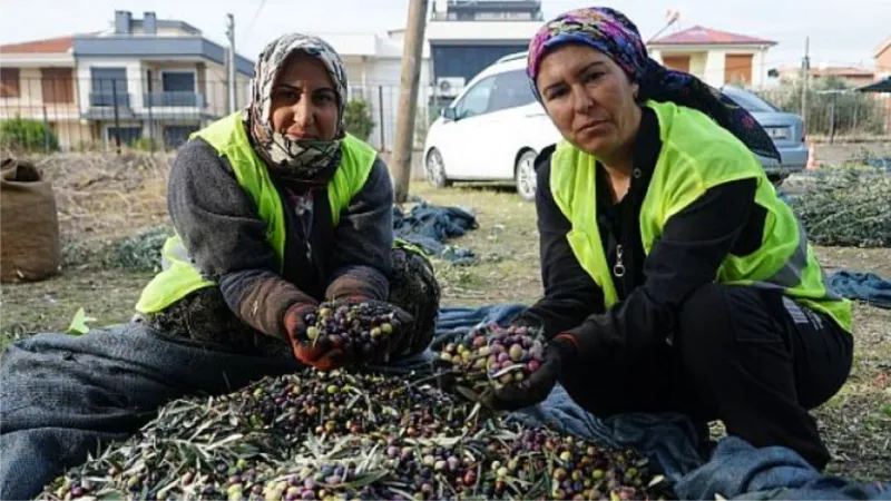 Edremit Belediyesi’nin Zeytinleri Hasat Ediliyor