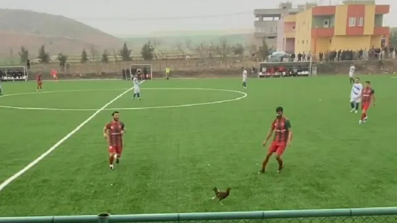 Siirt’te oynanan maçta bahçeden kaçan horoz sahaya girdi