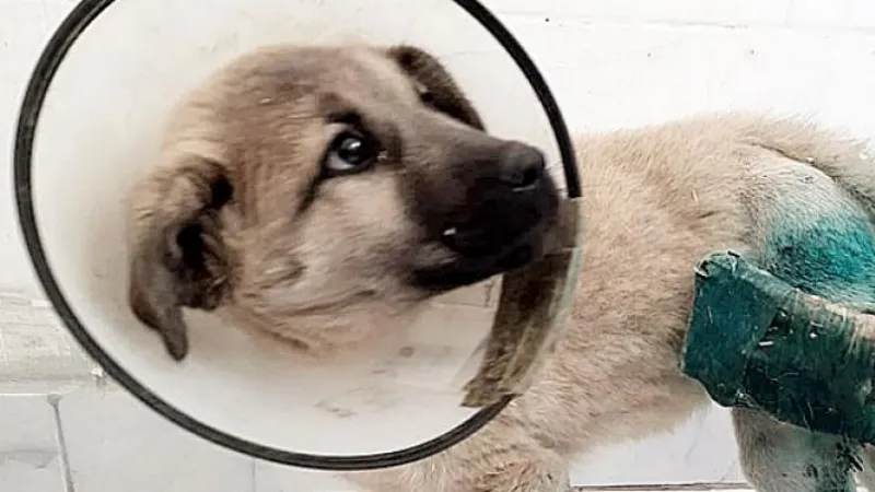 HRÜ Hayvan Hastanesi’nden Köpeklerin Uzun Kemik Kırıklarına Yeni Yaklaşım