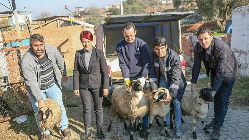 Başkan Çerçioğlu Koyunları Telef Olan Üreticiye Destek Oldu