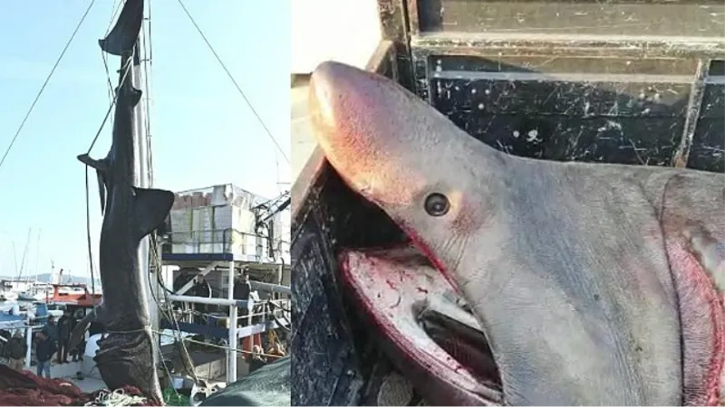 2 Tonluk Köpekbalığı İKÇÜ'ye Getirildi