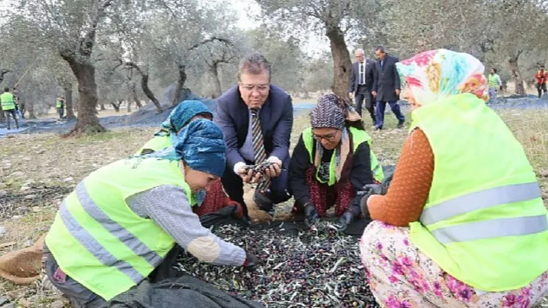 Edremit Belediyesi Son Zeytin Hasadı Yaptı