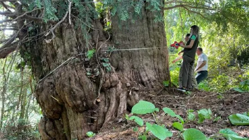 Artvin'de 1400 yıllık porsuk ağacı tescillenecek 