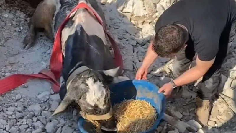 17 Gündür Enkaz Altında Kalan İneği Gölcük Belediyesi Ekipleri Kurtardı