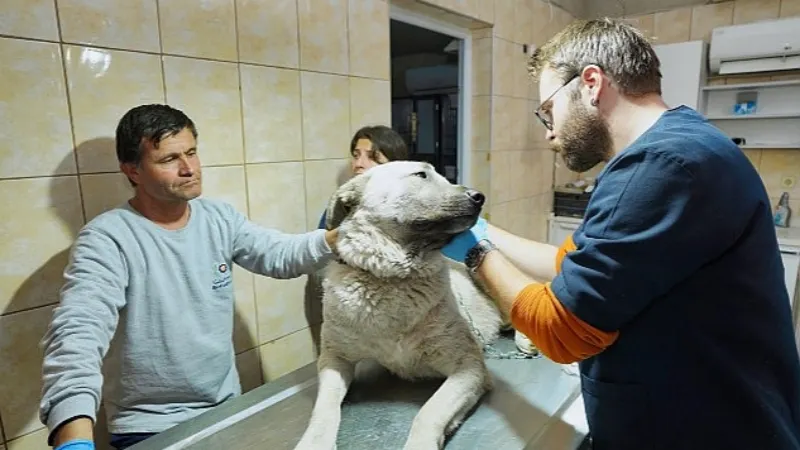 Depremzede köpek İzmir'de yaşayacak