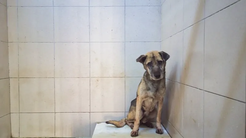 Gaziemir Belediyesi: İzolasyon koşulları altında veterinerliğimizde tedavi ediliyor